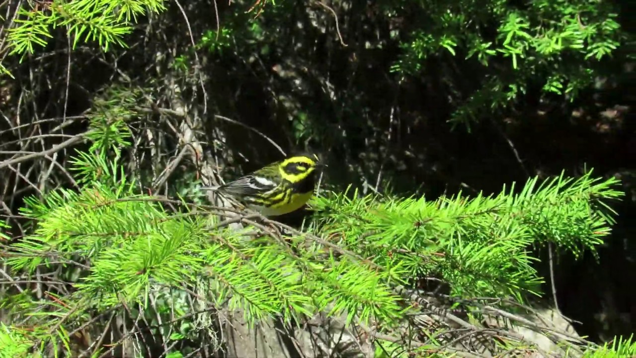 Townsend's Warbler (Setophaga townsendi) Moving Through Bushes,  Feeding on Insects