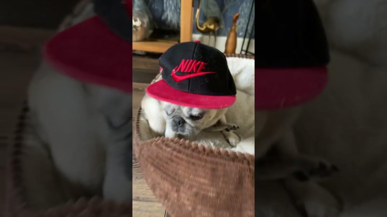 Thug Pug