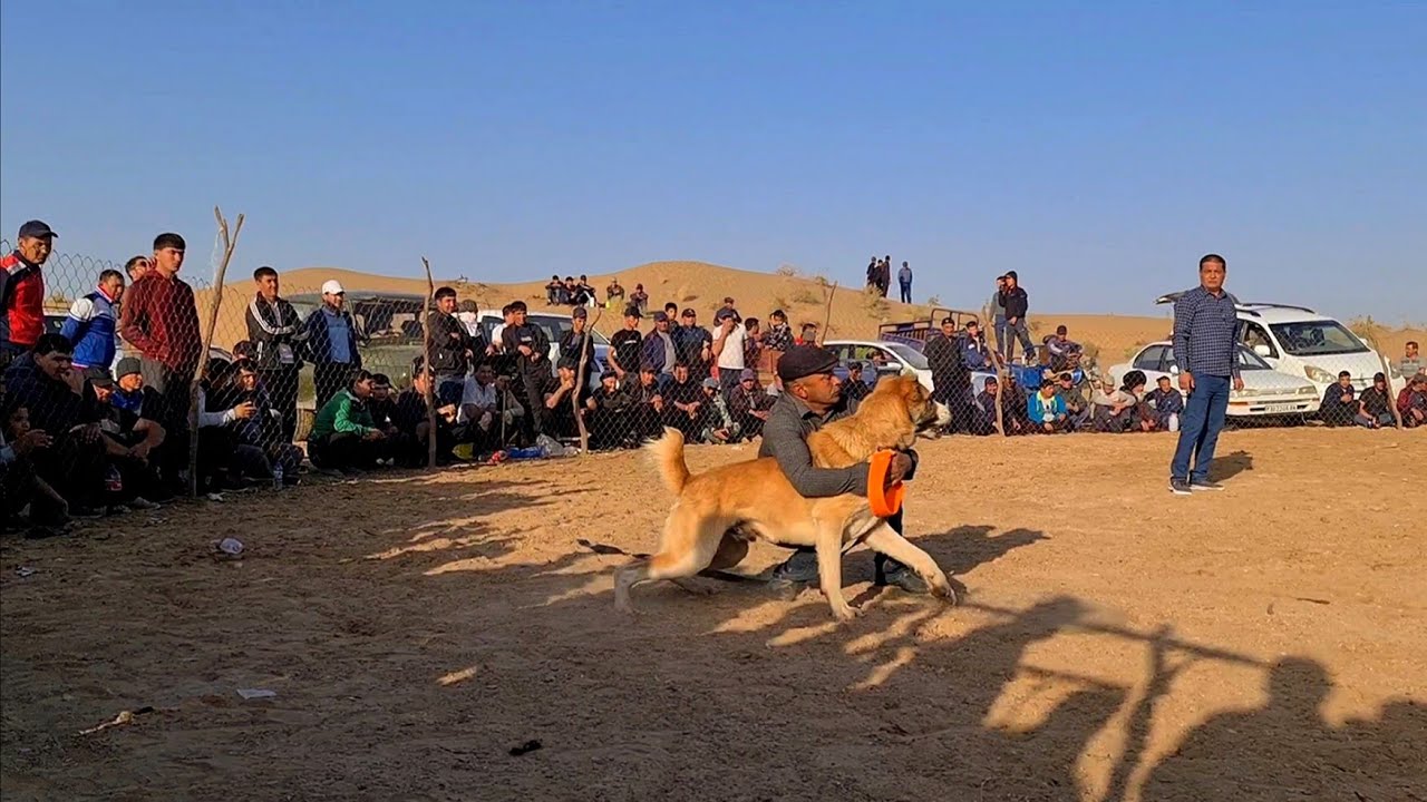 We Arrived At The Alabai Tournament And Bought The Best Fighting Wolfdog!