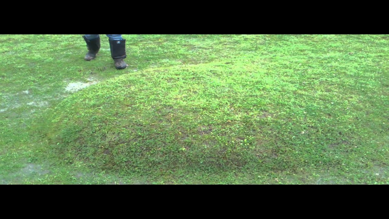 Grass Blister