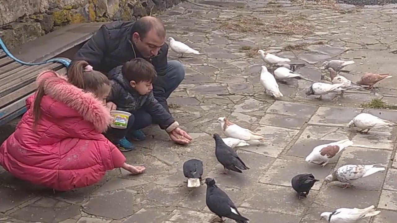 AXAVNINER  pigeon голубь աղավնի YEGHVARD ԵՂՎԱՐԴ AXUNIKNER