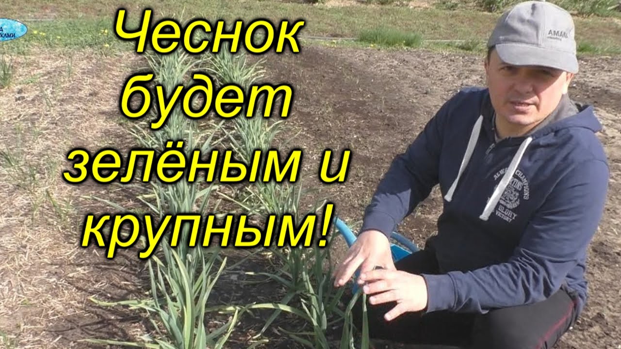 Чеснок будет крупным, если его ТАК подкормить. Как вырастить КРУПНЫЙ чеснок.