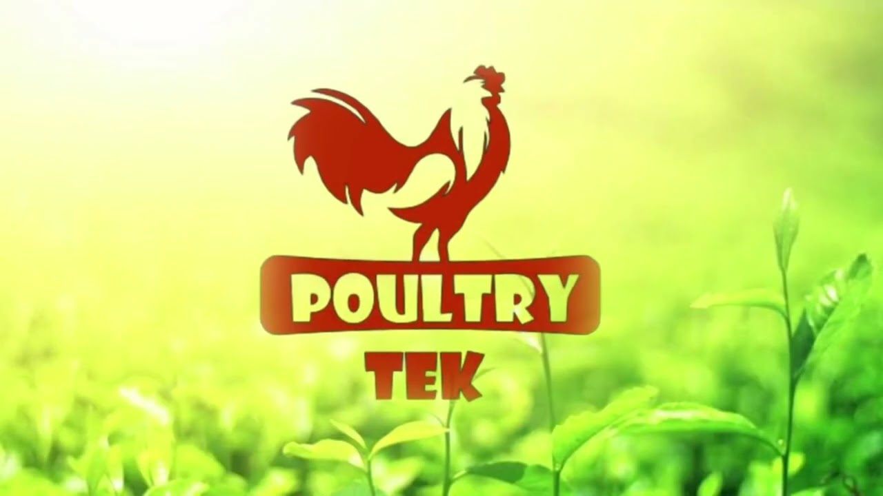 Poultry tek #poultrytek #shortsyoutube #poultrymanagement #poultrybusiness #poultrytips