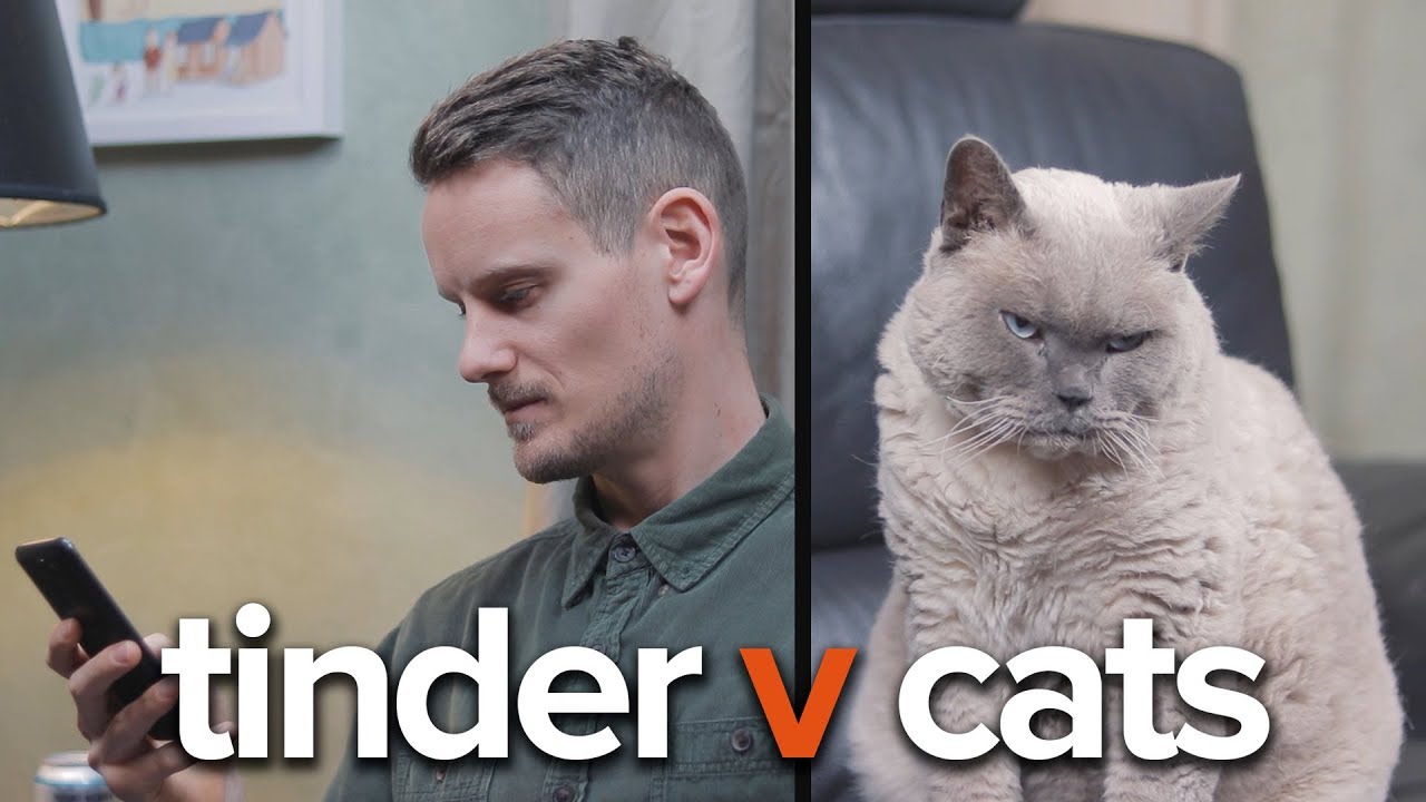 Tinder v Cats | It’s A Match