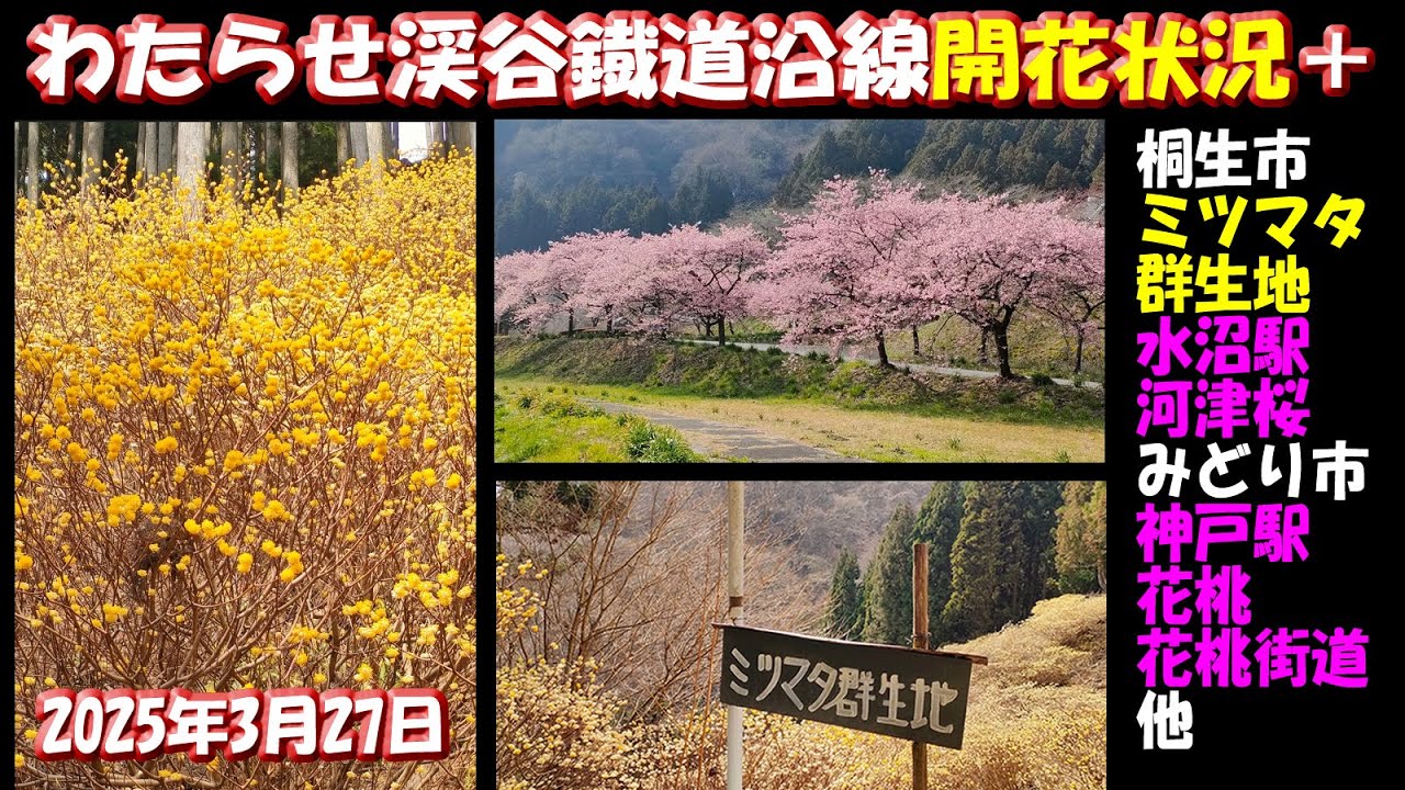 開花状況「屋敷山ミツマタ群生地(桐生市)」「わたらせ渓谷鐡道神戸駅の花桃(みどり市)」「大畑小夜戸花桃街道(みどり市)」「渡良瀬渓谷鐡道水沼駅の河津桜(桐生市)」#花見 #群馬県