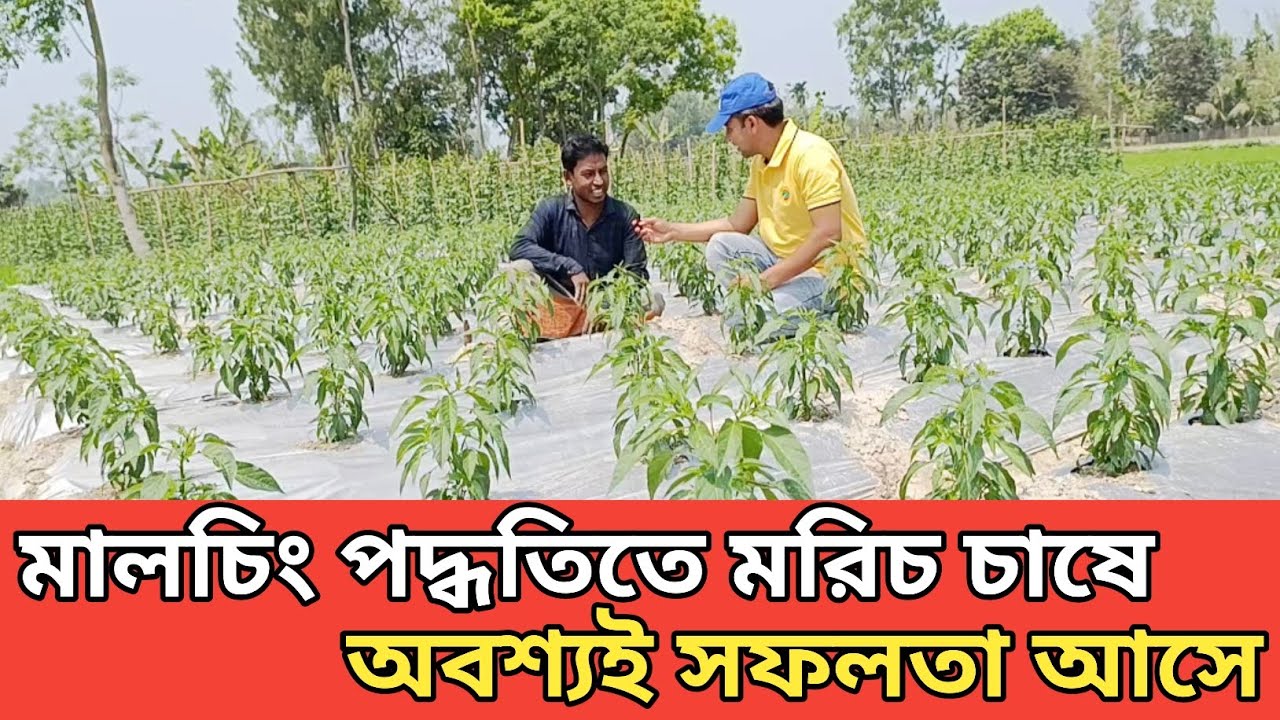 মালচিং পদ্ধতিতে মরিচ চাষে বাজিমাত!!!
