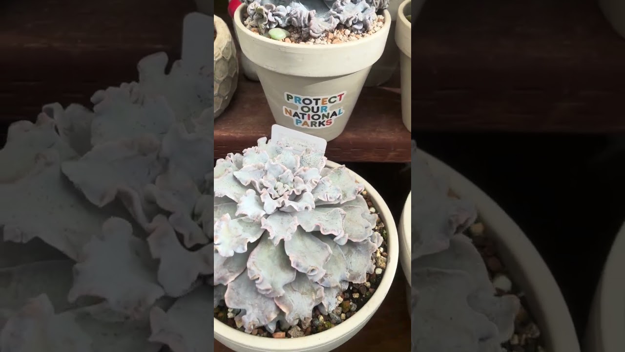 Rainy Day Garden Reset 🌧️ Rearranging My Echeveria Collection for Spring ✨#fypyoutube #fypシ #garden 