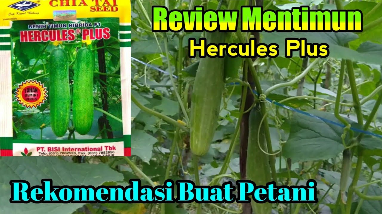 Review mentimun varietas hercules plus