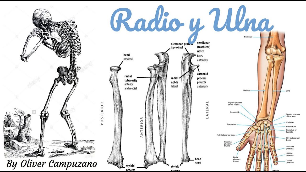 C&Uacute;BITO (ULNA) by Oliver 