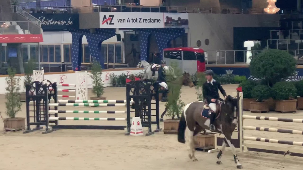 2013 Gelding by Balou du Reventon (Cornet’s Balou) x Stakkatol