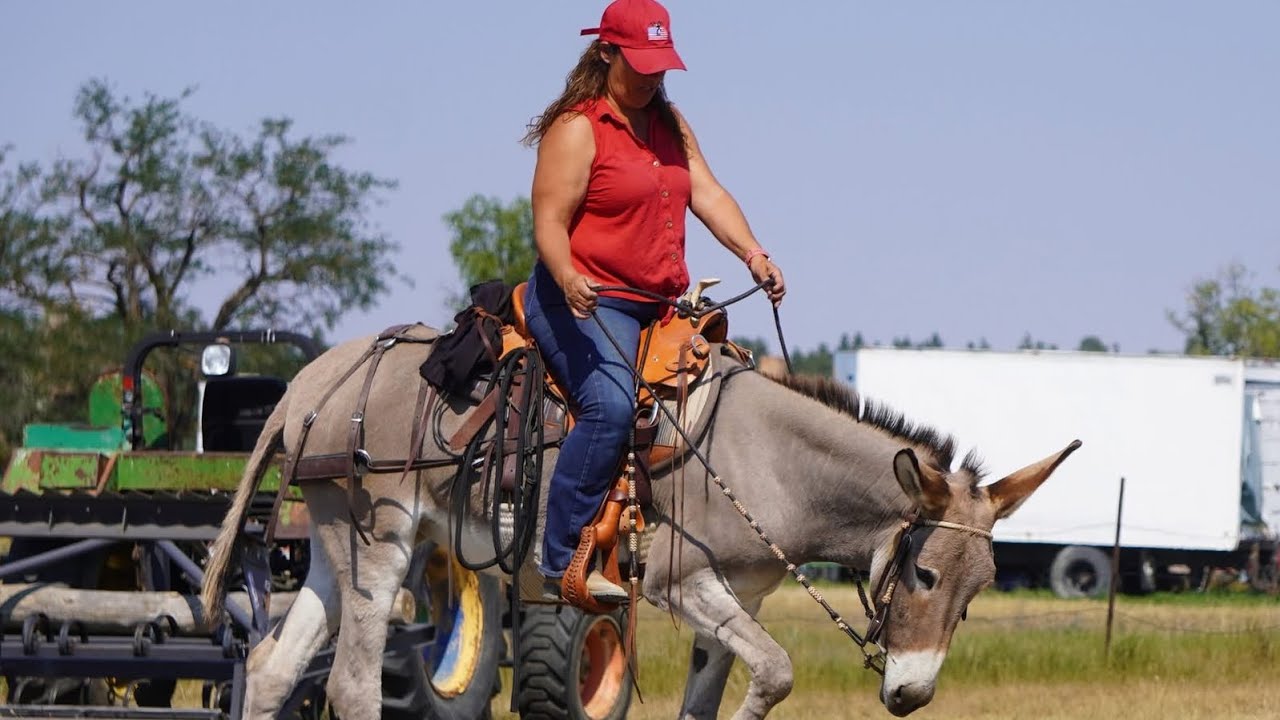 Donkey Riding Fun: Trail Adventures & Funny Mishaps Told Live