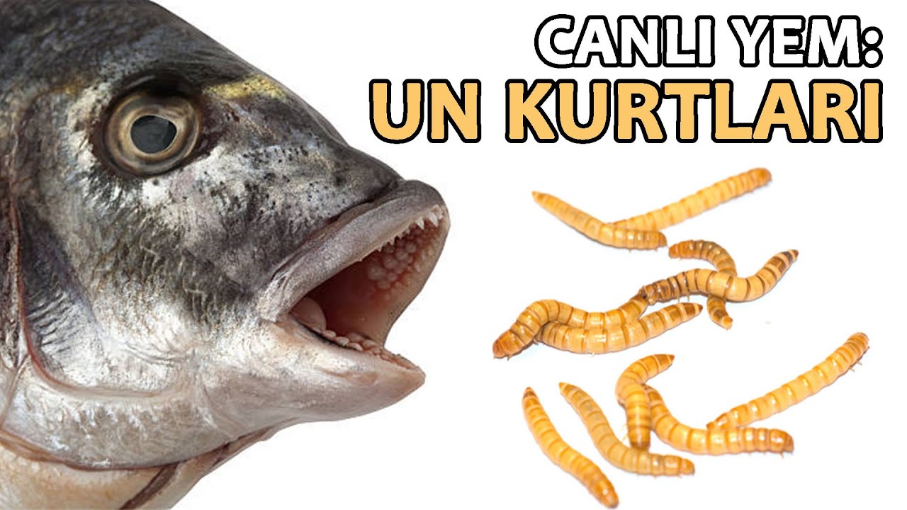 CANLI YEM! Un Kurtları | Hangi Balıklar Yer?