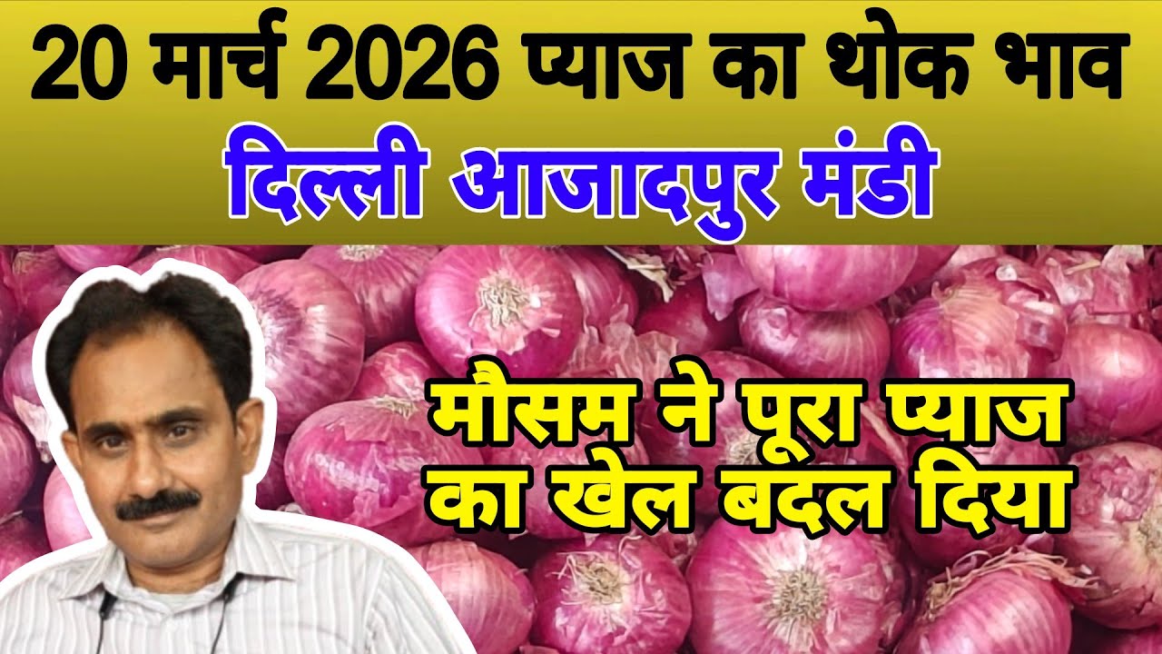 मौसम ने पूरा प्याज का खेल बदल दिया | Today onion price | pyaj ka bhav #onionrate #pyaj #onion