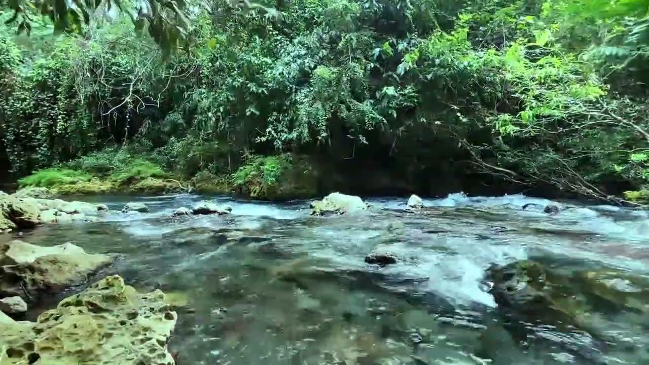 Relaxing Music with Water Sounds to Relieve Stress 🌿 Relieve depression, Gentle Music