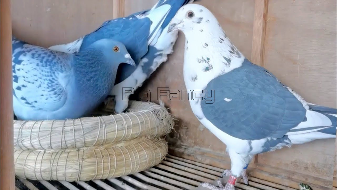 Best Racing Pigeons Breeding Loft Full Video 🕊️🕊️🕊️ - part 03