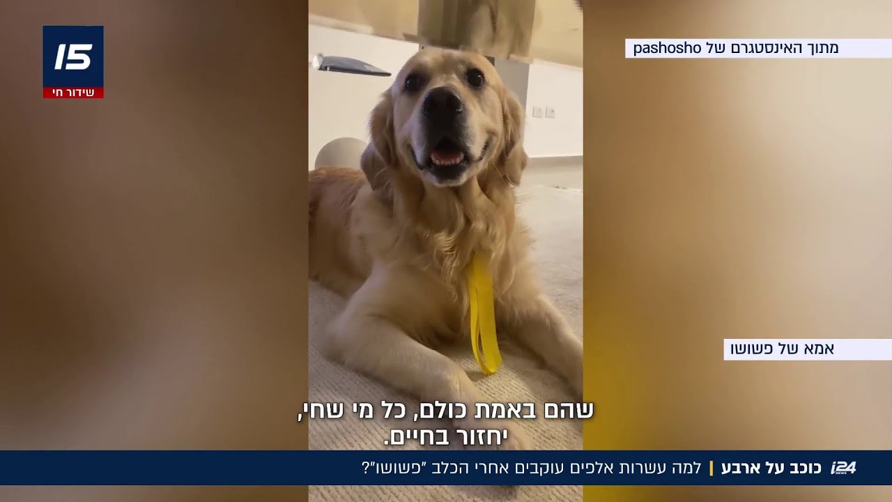 כוכב על ארבע: למה עשרות אלפים עוקבים אחרי הכלב פשושו?