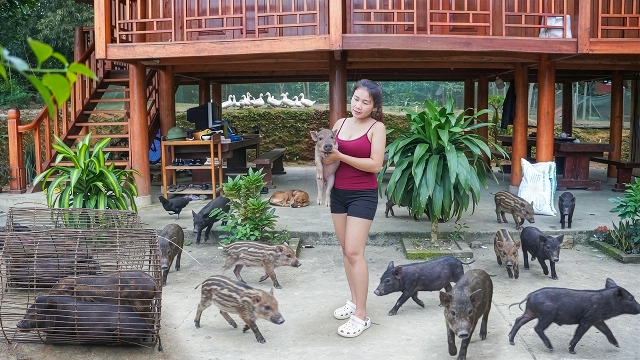 Buy More Piglets To Raise - Using Truck to Harvest Banana Trees To Use As Piglets Feed