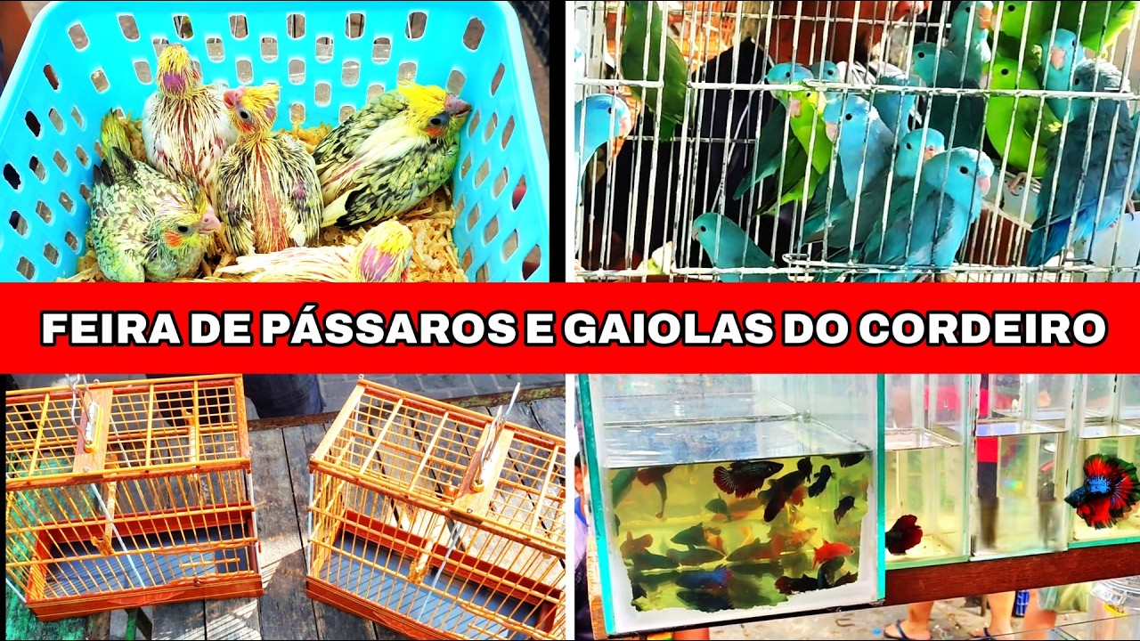 Feira de Pássaros e Gaiolas do Cordeiro  01 #gaiola #passaros #criarpassaros