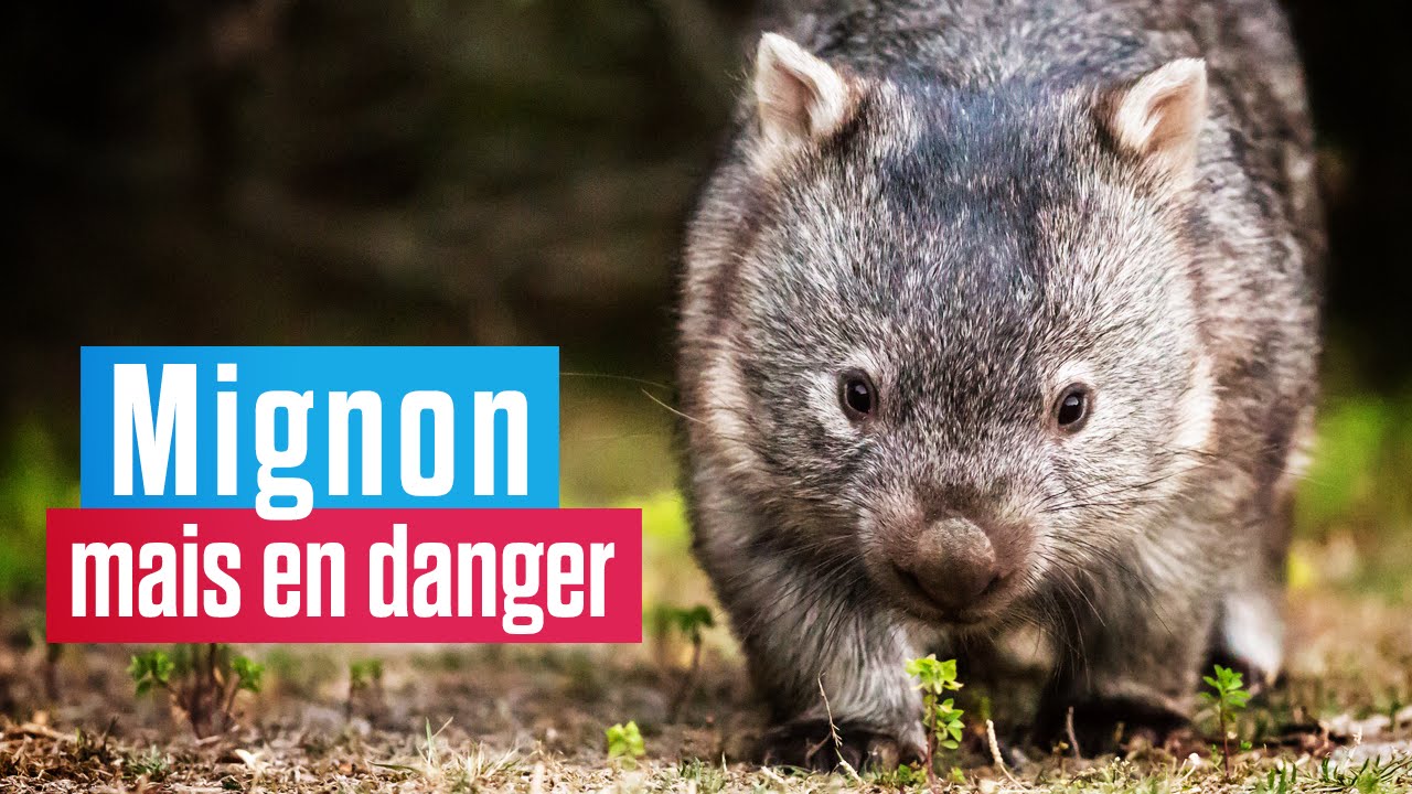 Le wombat, le marsupial le plus mignon du monde est en danger