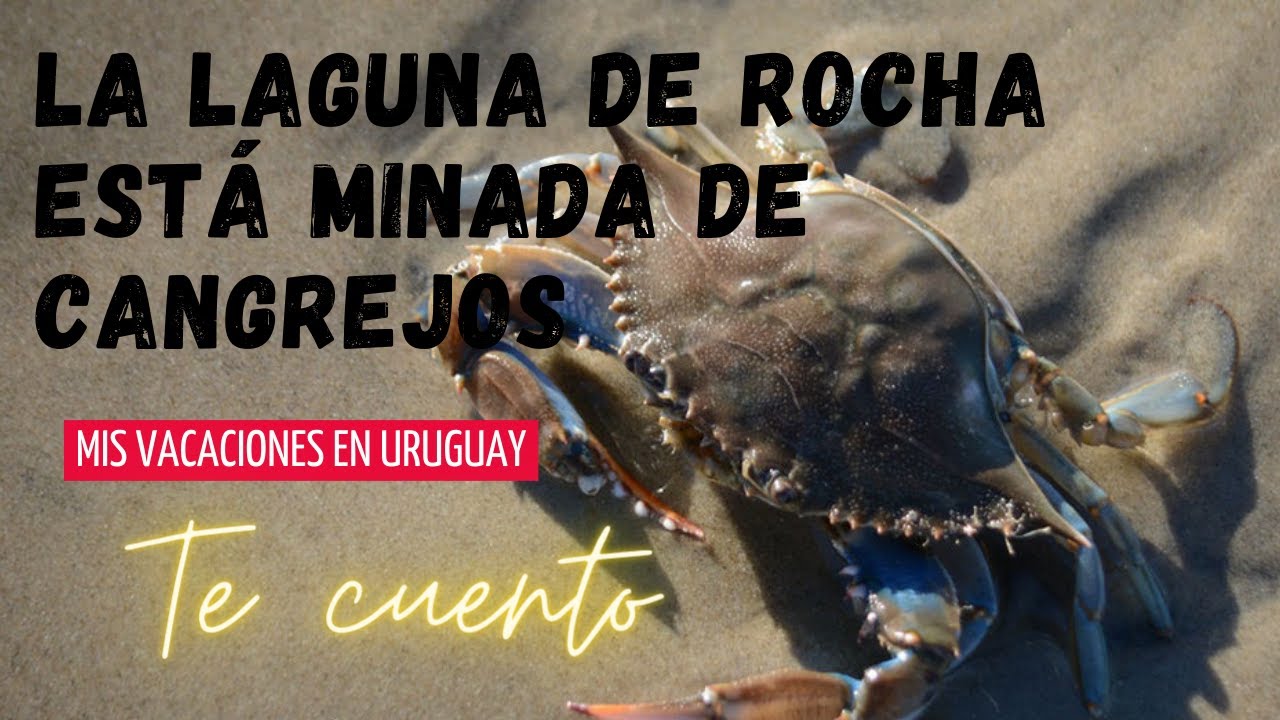 Mis vacaciones en Uruguay. La Laguna de Rocha está minada de cangrejos!!!