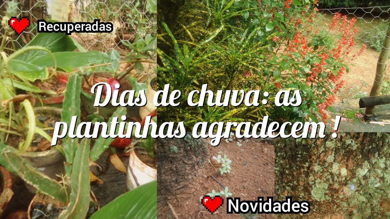 Explorando o jardim num dia chuvoso.