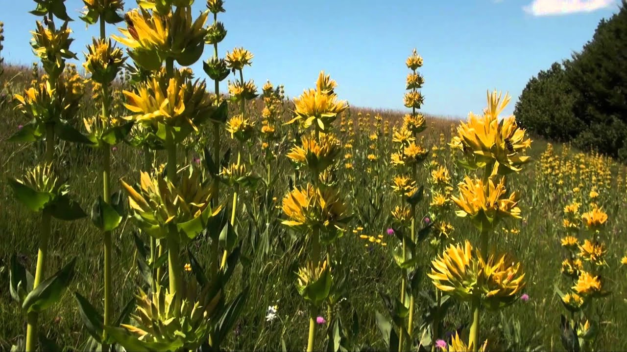 Genziana lutea