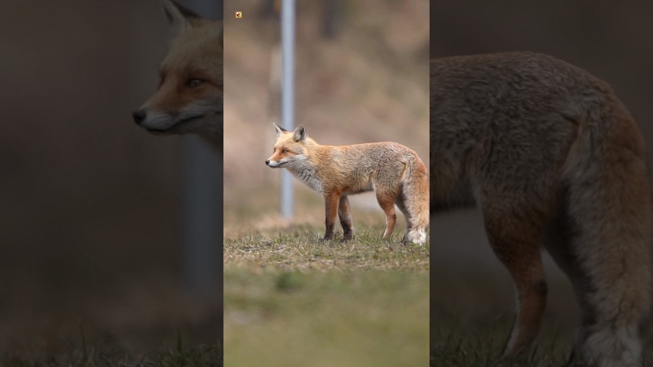 Red Fox Sounds