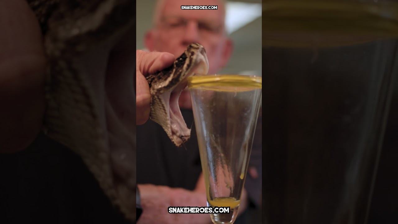 🐍 EXTRACTING VENOM from the LONGEST RATTLESNAKE in the WORLD! 🐍  #venomous #snake #snakebite