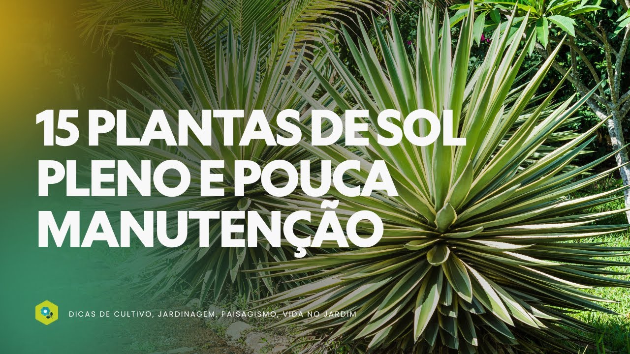 5 PLANTAS de SOL PLENO e POUCA MANUTENÇÃO