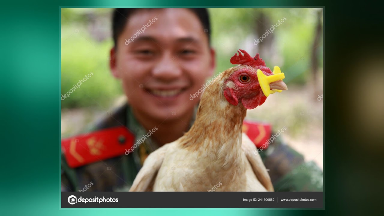 Chicken Eyeglasses