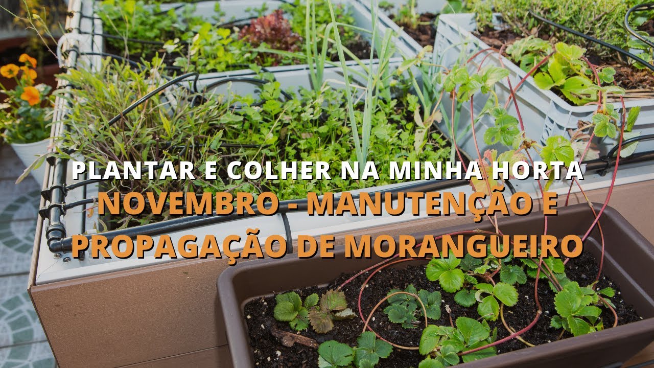 Novembro - Manutenção e propagação de morangueiro