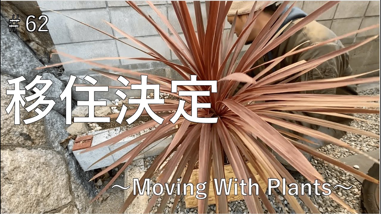 【古民家DIY】移住が決まったので引越し準備。ドライガーデンとエアコン周り撤収DIY〜MovingWithPlants〜【引越し】【解体】【ドライガーデン】