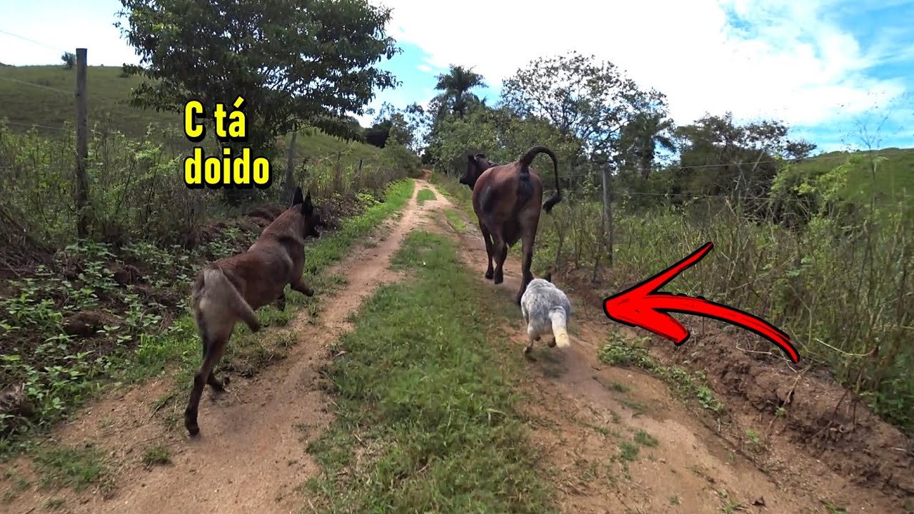 Esse é top no pastoreio de gado - Pensa num cachorro engenhoso
