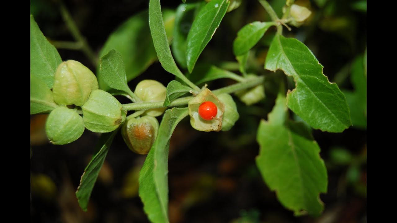 Ashwagandha or Withania somnifera - Medicinal Plant