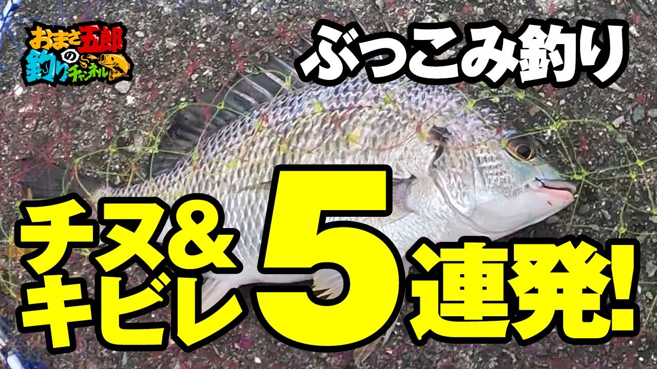 【ぶっこみ釣り】チヌ＆キビレ5連発in尼崎（小さいけど）