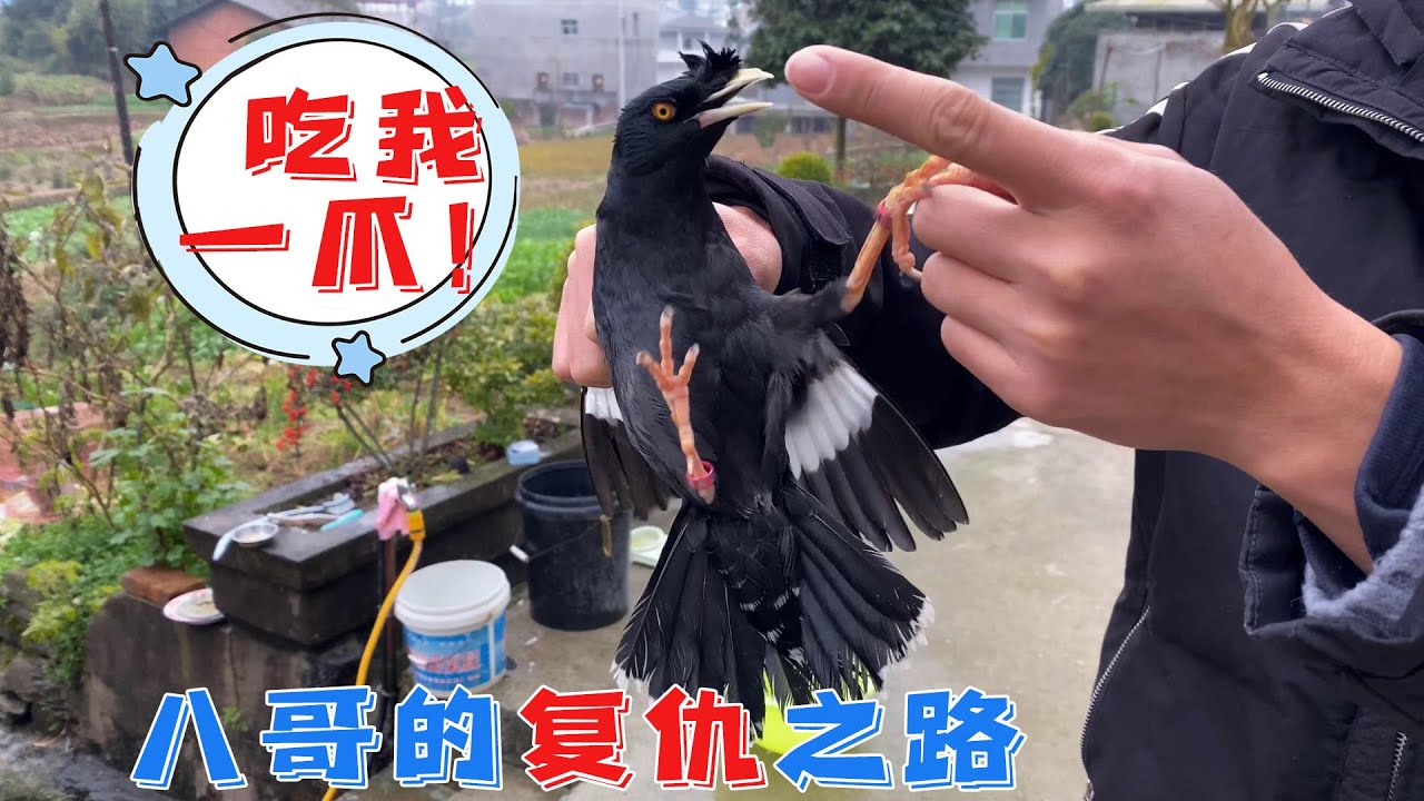 让你们感受一下复仇八哥的脾气有多么暴躁，只是给它剪了个指甲，差点把敌人抓毁容了【天下一场梦】