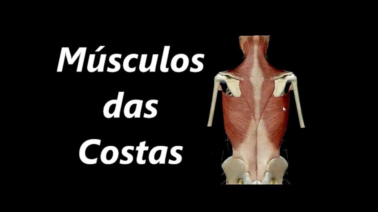 Anatomia dos Músculos das Costas em 3D