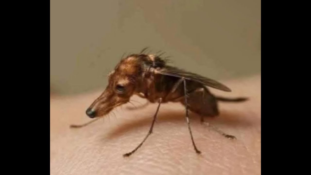 fare gaming #7 yan kanal @nokermelih.