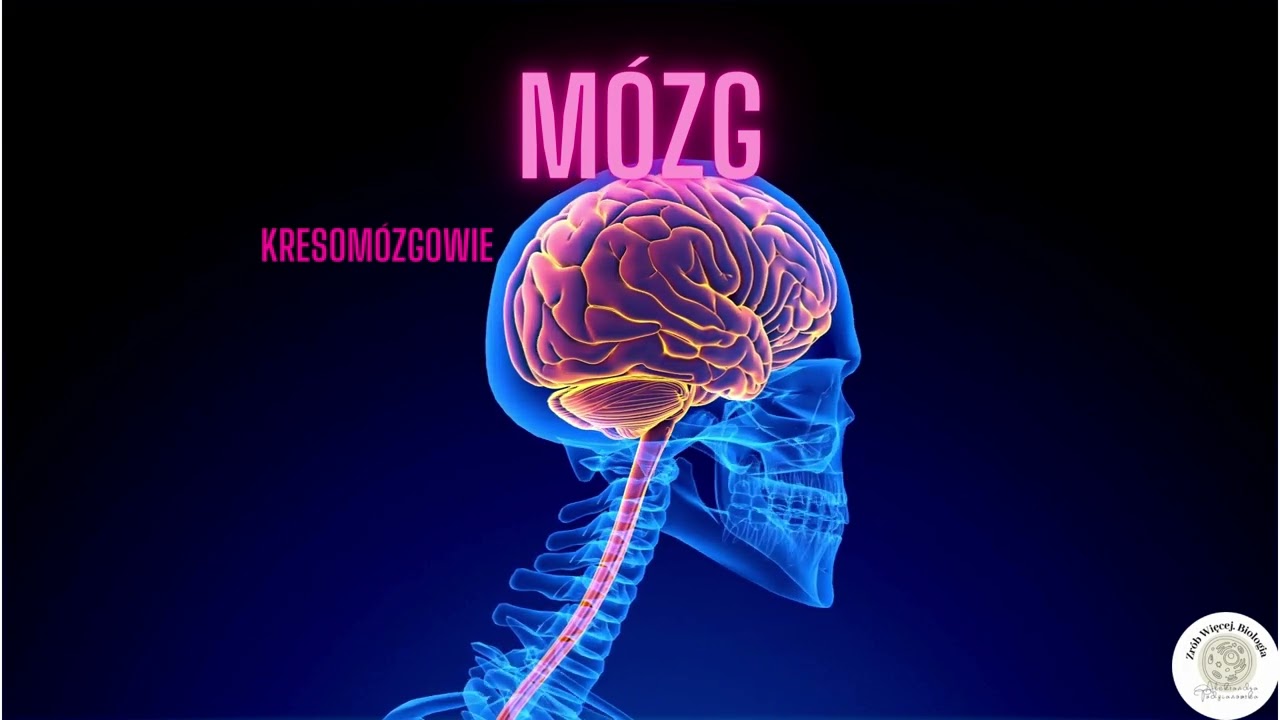 Układ nerwowy  -  jak to działa?