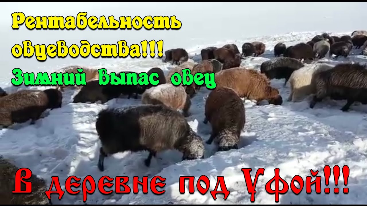 РЕНТАБЕЛЬНОСТЬ ОВЦЕВОДСТВА!!! Зимний выпас овец!!! #овцеводство #рентабельность #эдильбаевская #лпх