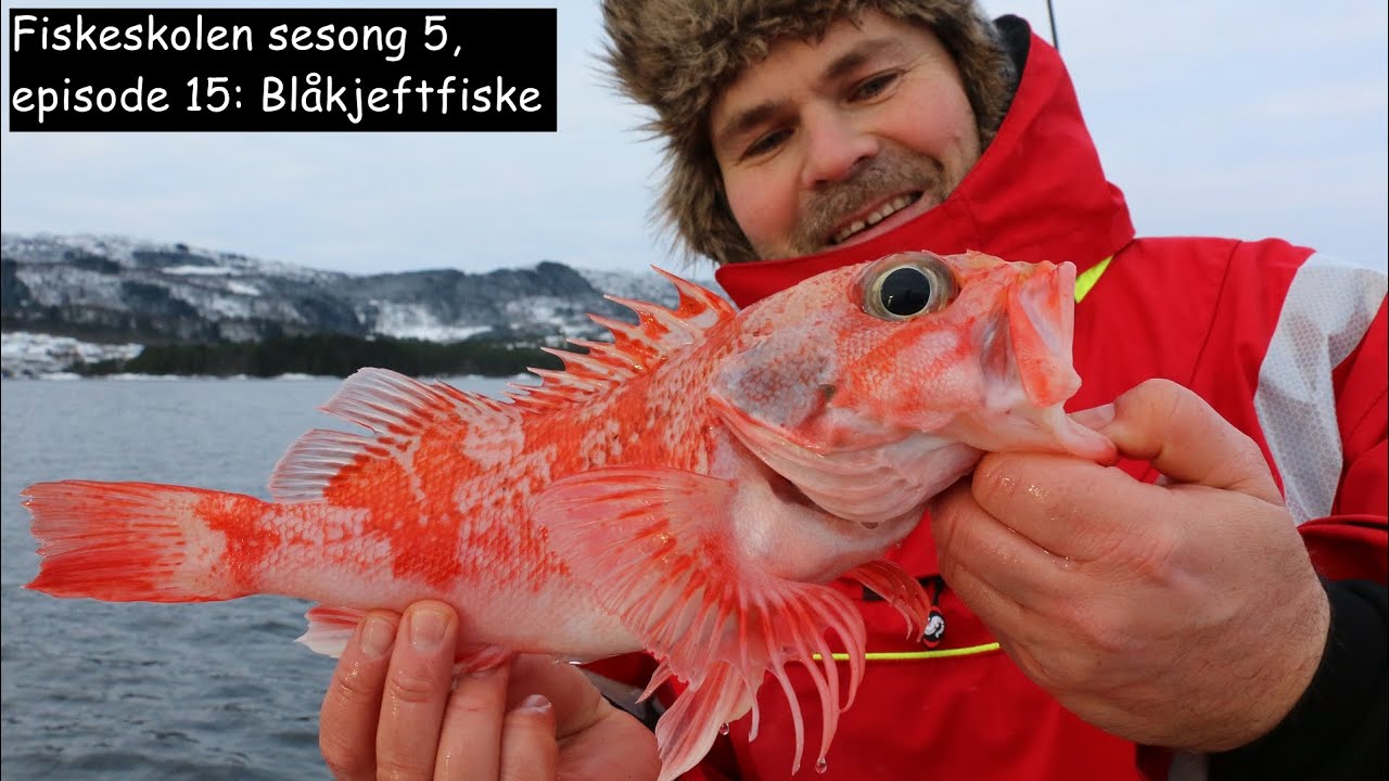 Fiskeskolen sesong 5, episode 15: Blåkjeftfiske