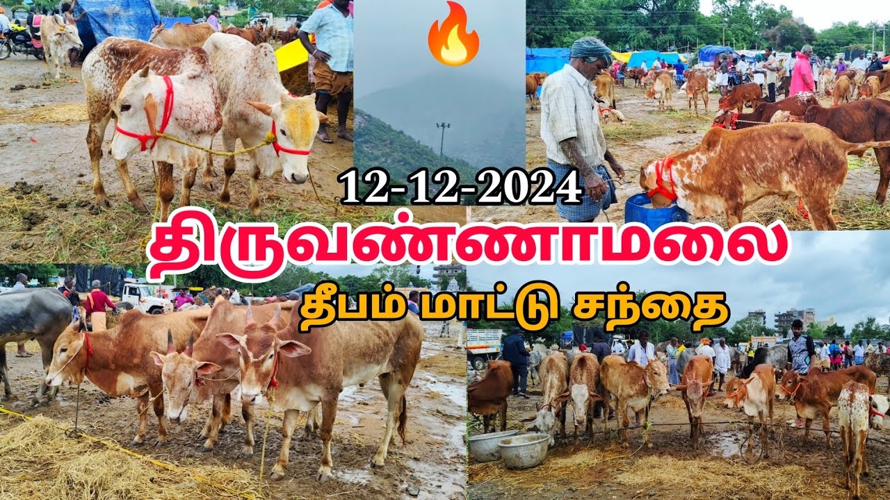🔥திருவண்ணாமலை தீபம் மாட்டு சந்தை🌧️ மழை காரணமாக மாடுகள் விற்பனை இல்லை ☔