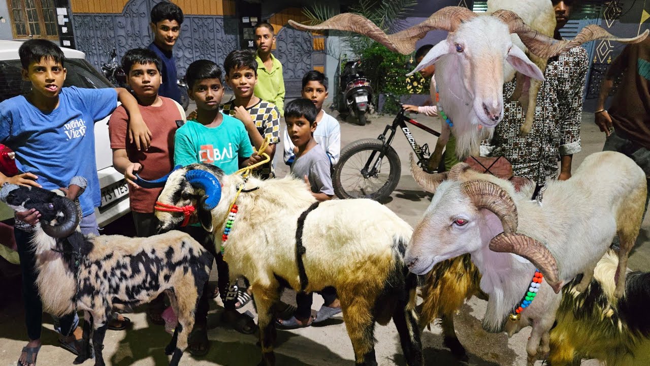 Khurbani ke bade sing wale bakre available in edibazar | big horn sheep's in santosh nagar Hyderabad