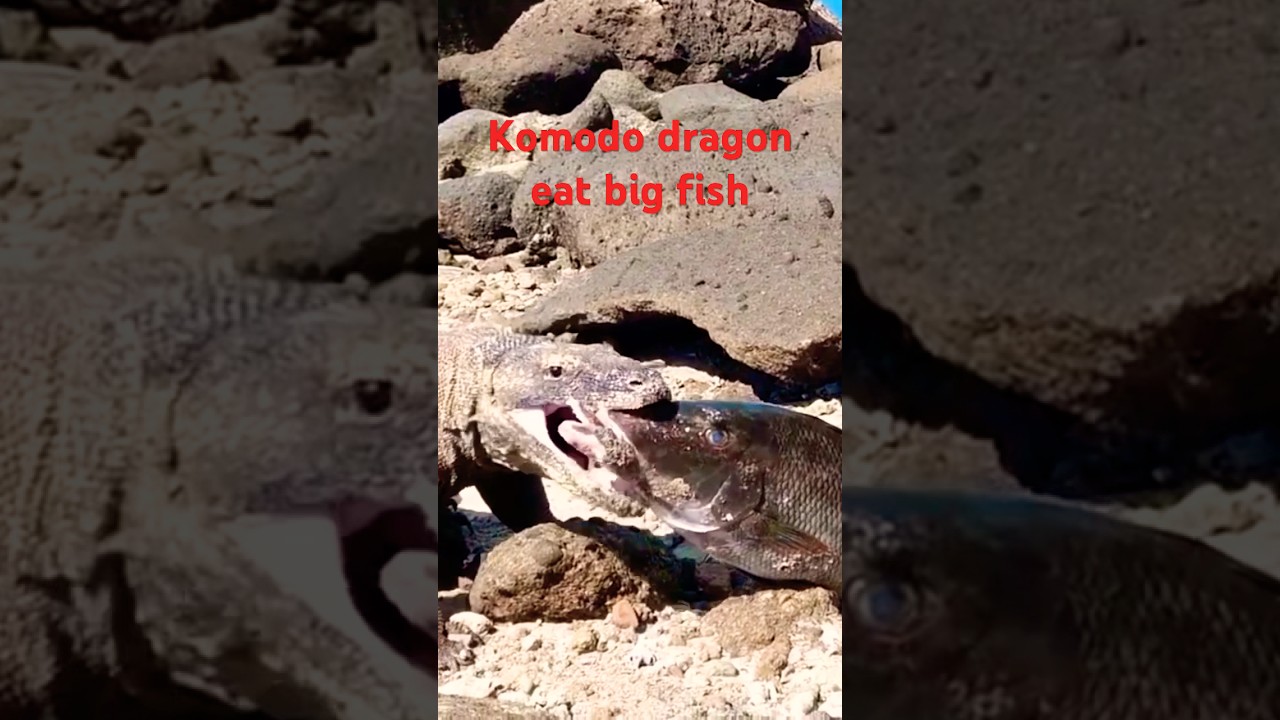 Komodo dragon eat big fish in labuan bajo indonesia