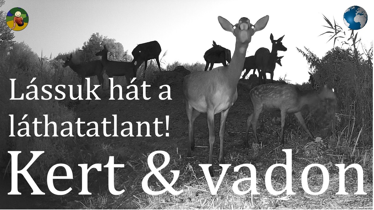 Mit tanít nekünk a vadkamera, mit tanít a vadon? | 4K