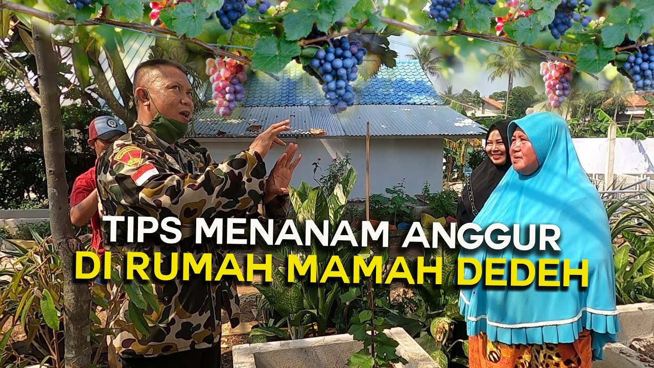 TIPS MENANAM ANGGUR DIRUMAH MAMAH DEDEH