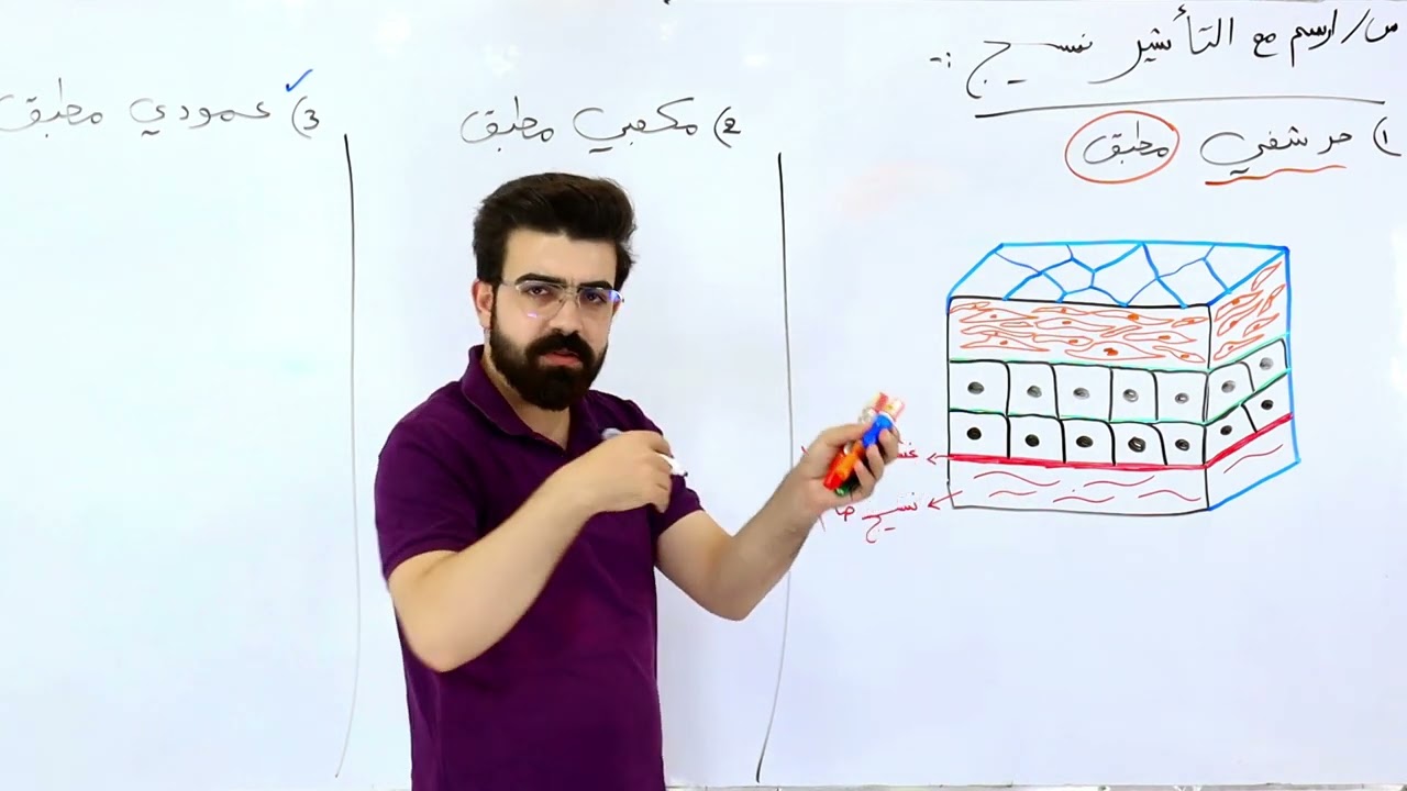 رسومات الفصل الثاني #الانسجة ( رسوم النسيج الظهاري المطبق بأنواعه) / الجزء الاول