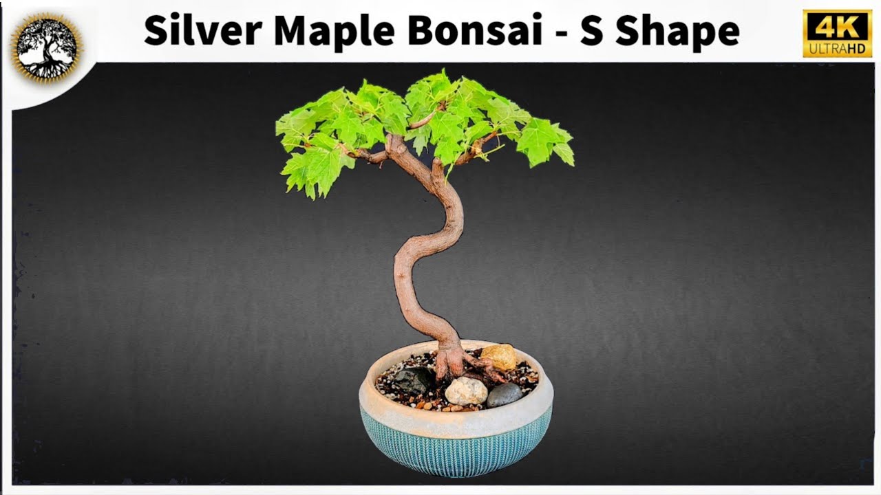 Silver Maple Bonsai - S Shape
