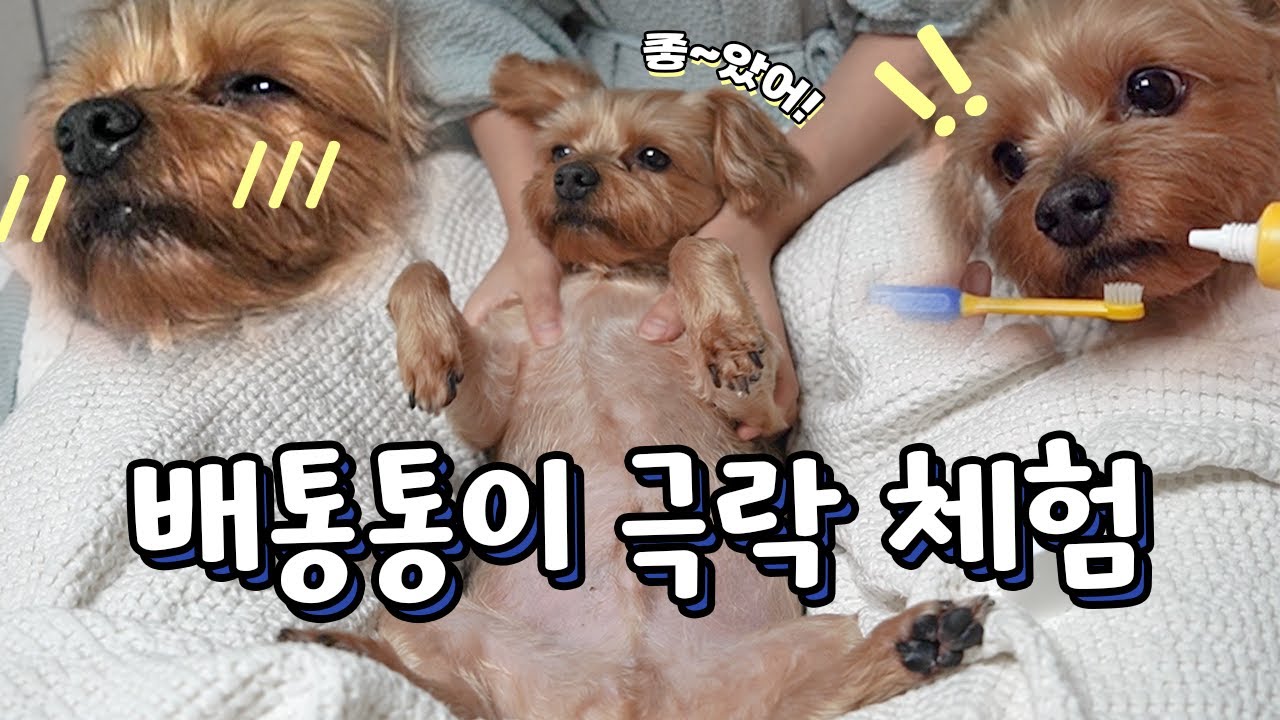 배통통 강아지 극락 체험 마사지🐶🫧 Dog spa ASMR