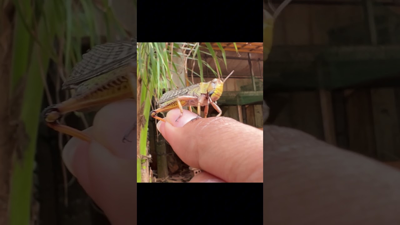 Catching insects in the garden  got Mantis Caterpillars Larva WhiteTadpoles Betta fish 070